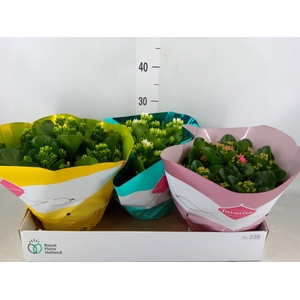 Kalanchoe blos.   ..mix 5
