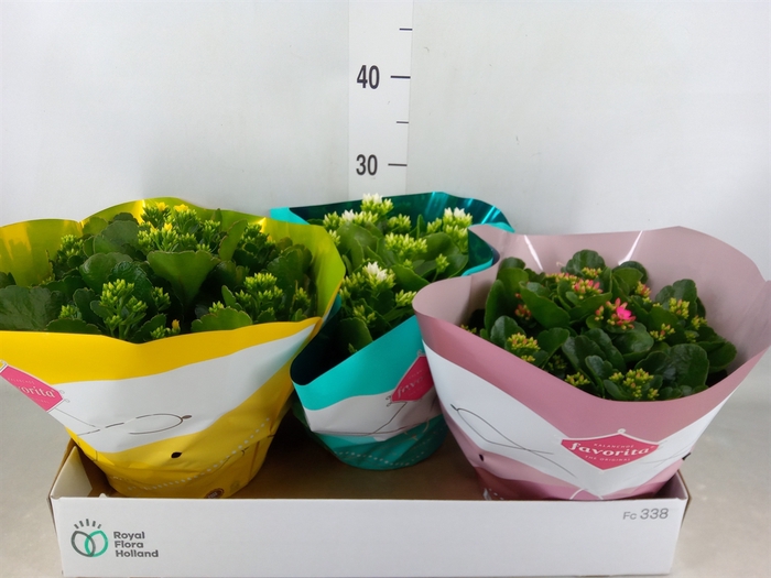 <h4>Kalanchoe blos.   ..mix 5</h4>