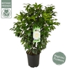 Camellia japonica Matterhorn