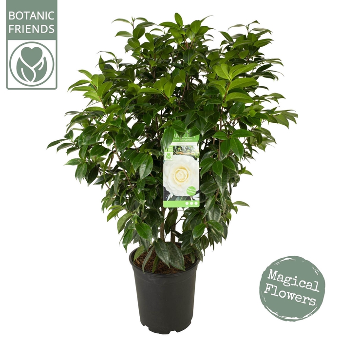 <h4>Camellia japonica Matterhorn</h4>