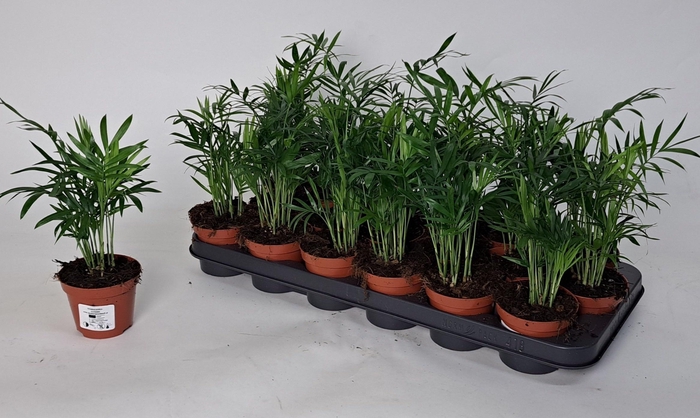 <h4>CHAMAED ELEGANS</h4>