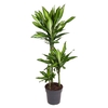 Dracaena Cintho