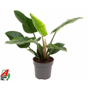 Philodendron 'Imperial Green'