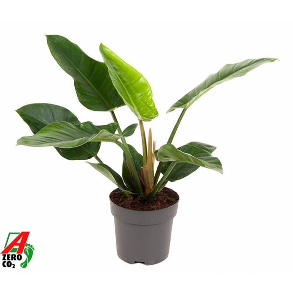 <h4>Philodendron 'Imperial Green'</h4>
