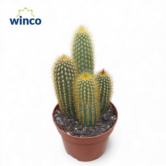 <h4>CACTUS OV</h4>