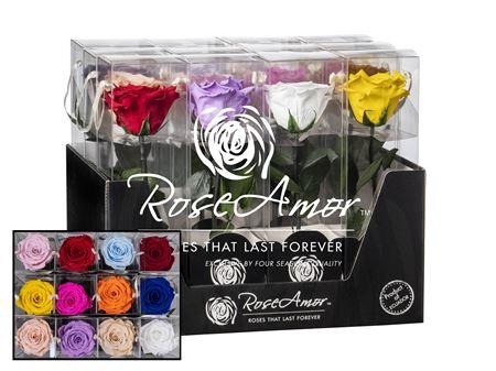 <h4>Display 20cm Stem Assorted</h4>