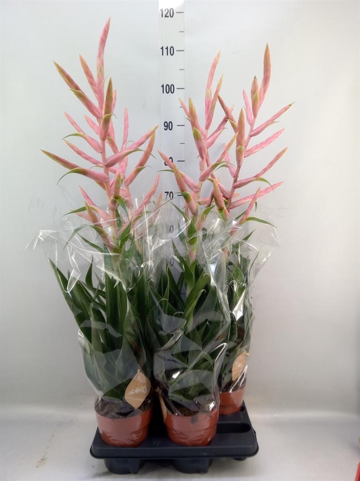 <h4>Tillandsia  'Dolce'</h4>