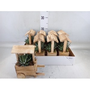 Arr.   Kamerplant Groen L%