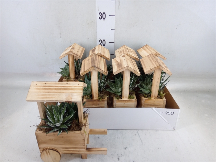 <h4>Arr.   Kamerplant Groen L%</h4>