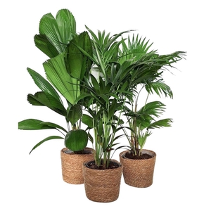 Exclusive palmmix / livi /licu/kent in mand kandy