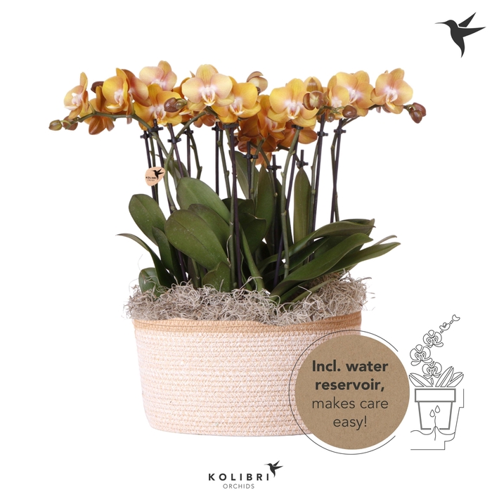 <h4>Kolibri Orchids Phalaenopsis Mono Bouquet Las Vegas 9 spike in Basket white with watering system</h4>