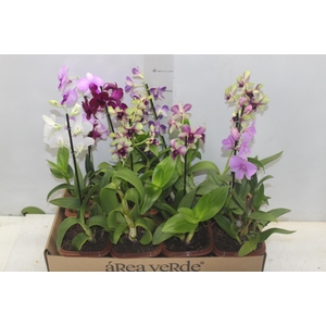 DENPHALAEN MINI P12 QUADRADO