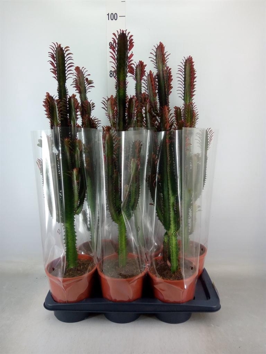 <h4>Euphorbia trigona 'Rubra'</h4>