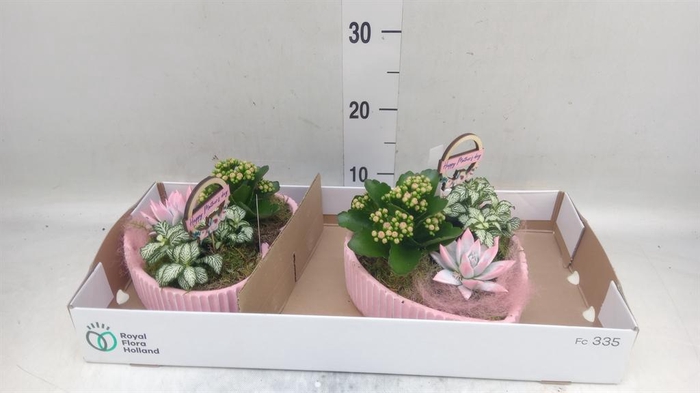 <h4>Arr.    Planten  L%</h4>