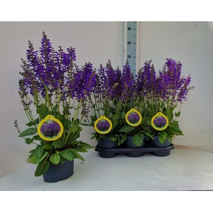 SALVIA FA MIDN MODEL