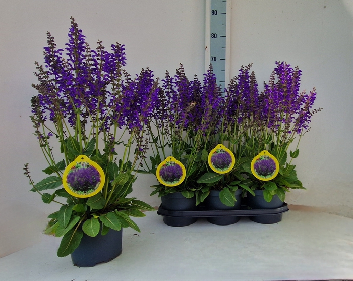 <h4>SALVIA FA MIDN MODEL</h4>