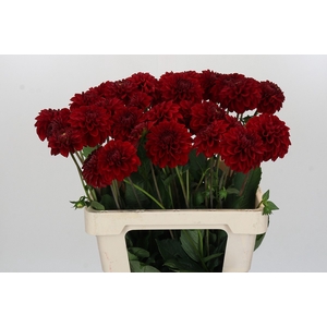 Dahlia Red Fox