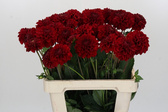 <h4>Dahlia Red Fox</h4>