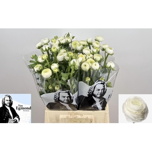 RAN AAZUR WHITE 56 GR.