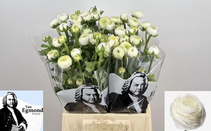 <h4>RAN AAZUR WHITE 56 GR.</h4>