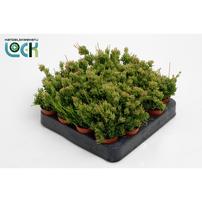 <h4>RHIPSALIS MESEMBRYAN</h4>