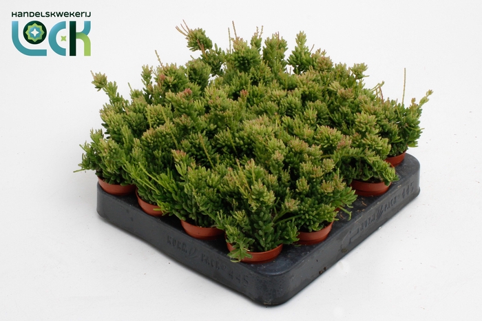RHIPSALIS MESEMBRYAN