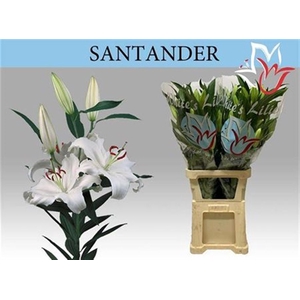 Li Or Santander 4+