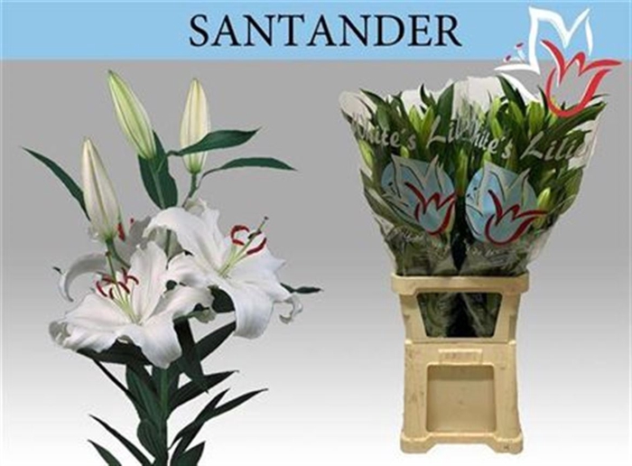 <h4>Li Or Santander 4+</h4>