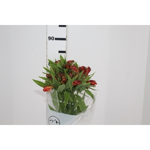 ALSTROEMERIA CHEERIO 080 CM