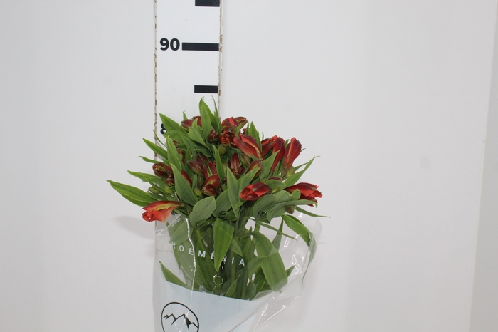 <h4>ALSTROEMERIA CHEERIO 080 CM</h4>