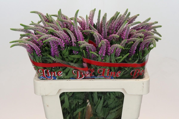 Veronica Skyler Pink