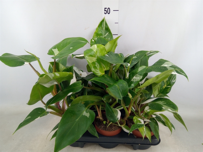 <h4>Philodendron   ...</h4>