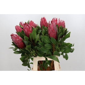 Protea Cynaroides Madiba