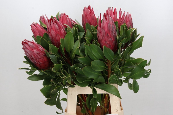 <h4>Protea Cynaroides Madiba</h4>