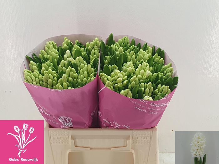 <h4>HYAC TOP WHITE</h4>