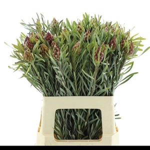 KAAPS GROEN