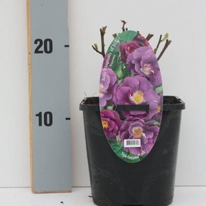 Rosa patio 'Rhapsody in Bleu' (Spelarosa geurende rozen)