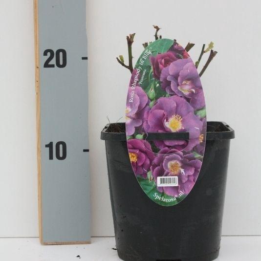 <h4>Rosa patio 'Rhapsody in Bleu' (Spelarosa geurende rozen)</h4>