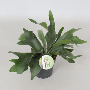 Platycerium 'bifurcatum'