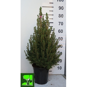 PICEA GL CONICA