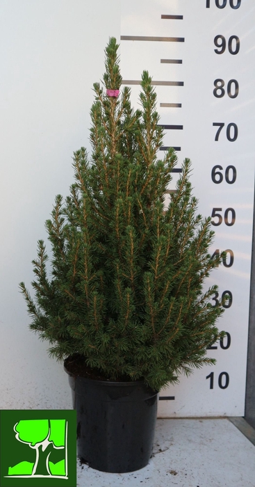 <h4>PICEA GL CONICA</h4>