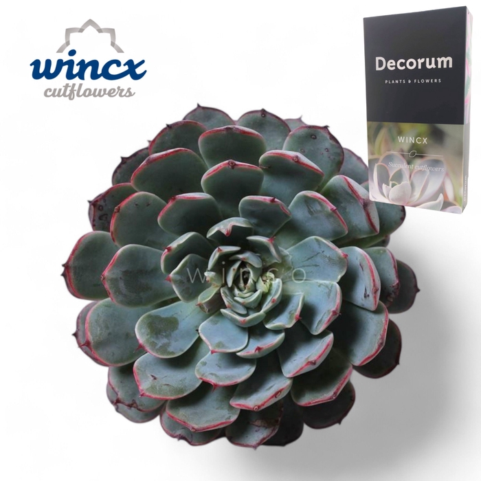 Echeveria Minima Ssp. Cutflower Wincx-5cm