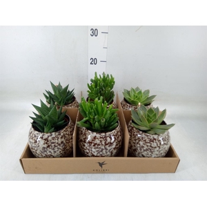 Succulents   ...mix 3