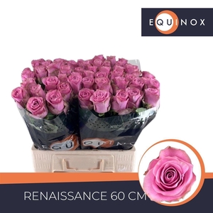 Rosa large flowered Renaissance