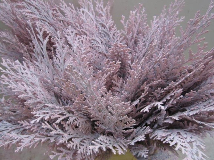 <h4>Conifeer Licht Rose</h4>