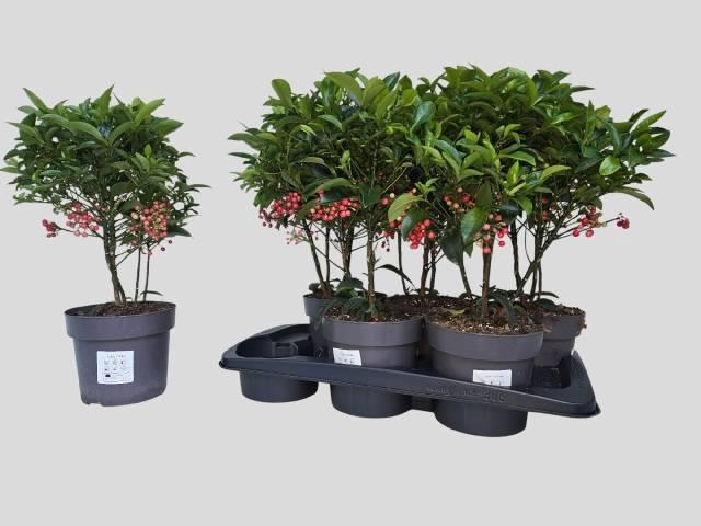 <h4>ARDIS CRENATA</h4>