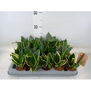 Sansevieria trifa. 'Hahnii'
