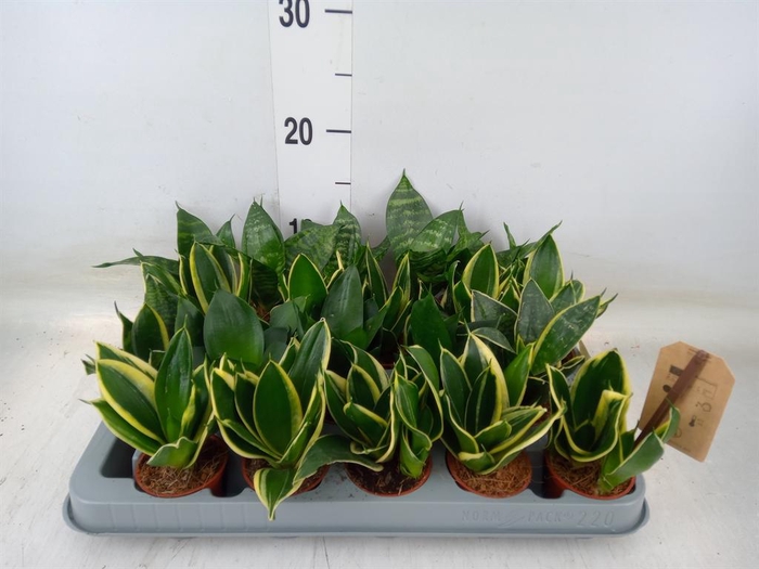 <h4>Sansevieria trifa. 'Hahnii'</h4>
