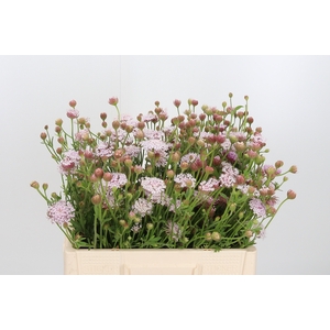 Didiscus Roze