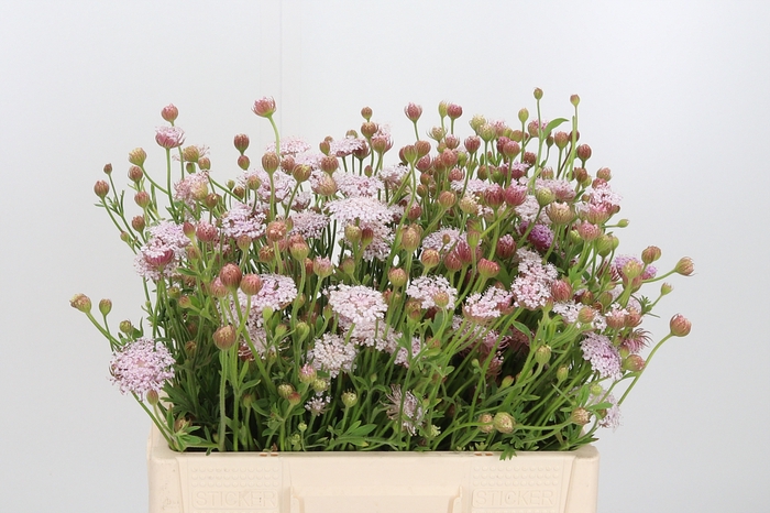 <h4>Didiscus Roze</h4>